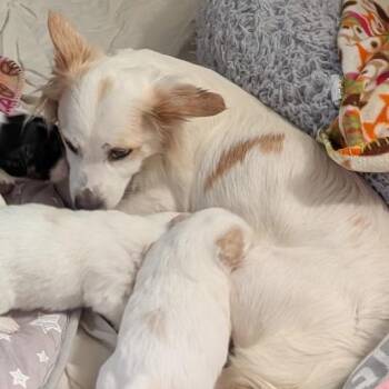 Addi -  Mixed Breed Dog for Adoption in Oak Brook, Illinois - Addi | PetCurious