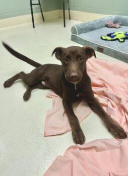Fritz -  Labrador Retriever and Shepherd Dog for Adoption in Kalamazoo, Michigan - Fritz | PetCurious