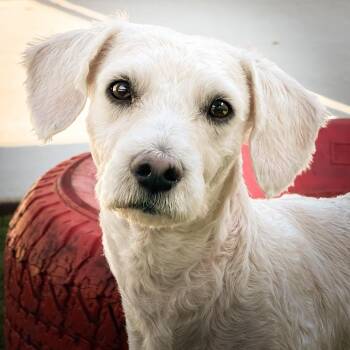 Poodle Dogs Available for Adoption in Hondo, Texas - Benton - The Marshmallow | PetCurious
