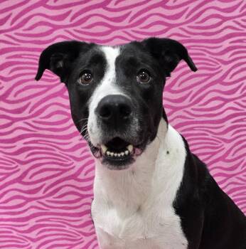 Mixed Breed Dogs Available for Adoption in Frankfort, Indiana - Katrina | PetCurious