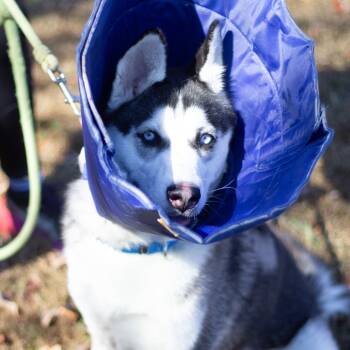 Rescue Siberian Husky Dogs for Adoption in Cumming, Georgia - Sazuki 21714 | PetCurious
