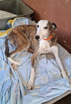 Lona -  Galgo Spanish Greyhound Dog for Adoption in Winter Park, Florida - Lona | PetCurious