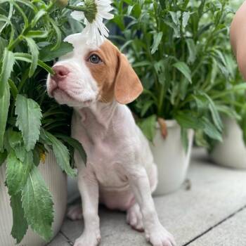 Hound Dogs Available for Adoption in Melrose, Florida - Indi | PetCurious