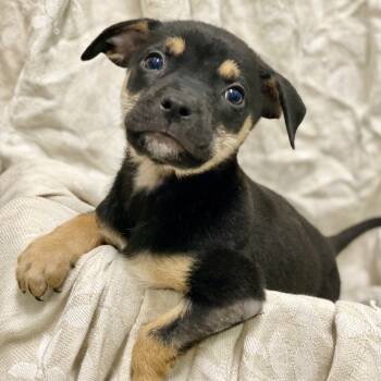 Rescue Shepherd and Mixed Breed Dogs for Adoption in Decorah, Iowa - Bandit | PetCurious