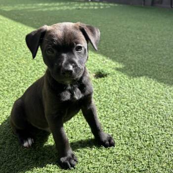 Shepherd Dogs Available for Adoption in Loxahatchee Groves, Florida - Mclaren 8934 | PetCurious