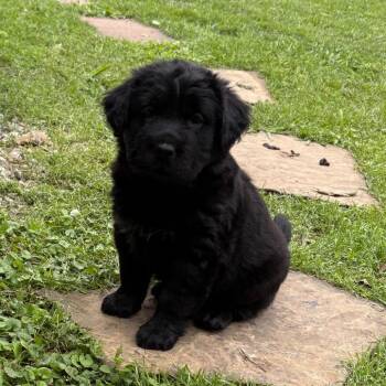 Terrier Dogs Available for Adoption in Dallas, Texas - Ravioli | PetCurious