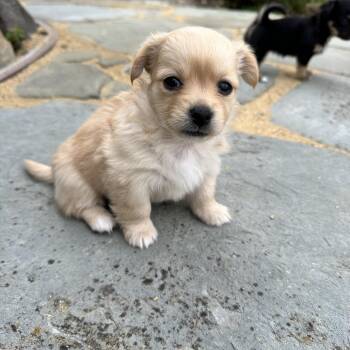 Mixed Breed Dogs Available for Adoption in San Francisco, California - Persephone | PetCurious