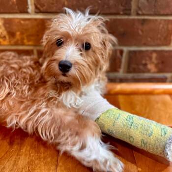 Dax -  Maltipoo Dog for Adoption in Effingham, Illinois - Dax | PetCurious