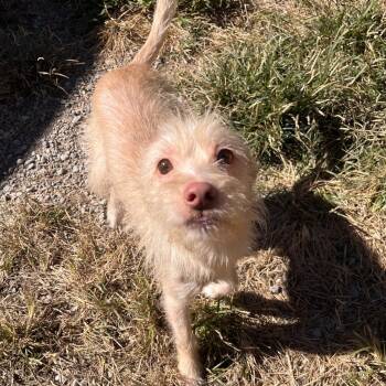 Nino -  Mixed Breed Dog for Adoption in Fairport, New York - Nino | PetCurious