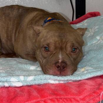 Rizzie -  Pit Bull Terrier Dog for Adoption in Lake Jackson, Texas - Rizzie | PetCurious