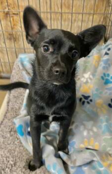 Sophie -  Chihuahua and Miniature Pinscher Dog for Adoption in Polson, Montana - Sophie | PetCurious