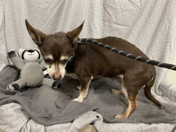 Chihuahua Dogs Available for Adoption in Modesto, California - A610369 | PetCurious
