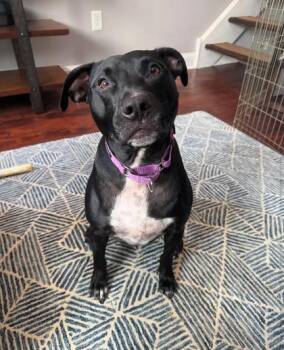 Rescue Pit Bull Terrier Dogs for Adoption in Philadelphia, Pennsylvania - Buckets | PetCurious