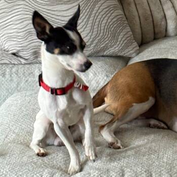 Rescue Rat Terrier Dogs for Adoption in South Elgin, Illinois - Zay - Home To Home | PetCurious