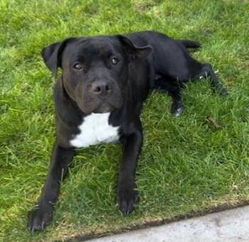 American Staffordshire Terrier Dogs Available for Adoption in Pasco, Washington - Sheba Jr.  | PetCurious