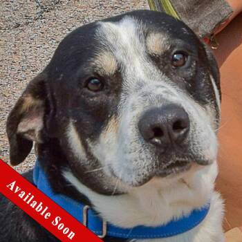 Bayou -  Labrador Retriever and Border Collie Dog for Adoption in Huntley, Illinois - Bayou | PetCurious
