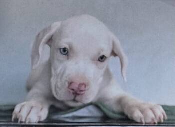 Rescue American Bulldog and American Staffordshire Terrier Dogs for Adoption in Fort Madison, Iowa - Deliah | PetCurious