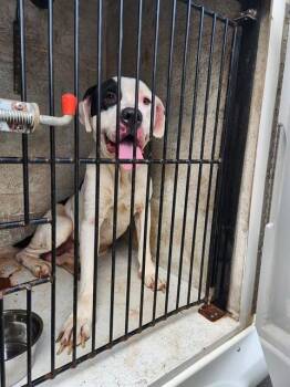 M.K. -  Pit Bull Terrier and Mixed Breed Dog for Adoption - M.K. | PetCurious