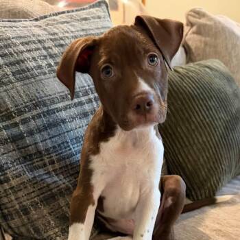 Affogato -  Mixed Breed Dog for Adoption in Yaphank, New York - Affogato | PetCurious