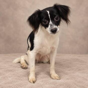 Acme -  Spaniel and Chihuahua Dog for Adoption in Miami, Florida - Acme | PetCurious