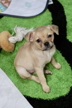 Zarly -  Pug Dog for Adoption in Tucson, Arizona - Zarly | PetCurious