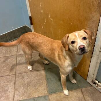 Nani -  Mixed Breed Dog for Adoption in Chattanooga, Tennessee - Nani | PetCurious