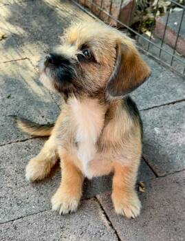 Mixed Breed Dogs Available for Adoption - Markie | PetCurious