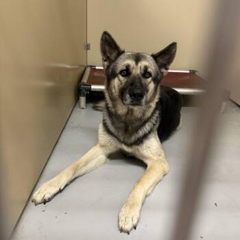 Gina -  German Shepherd Dog Dog for Adoption in Hiawatha, Kansas - Gina | PetCurious