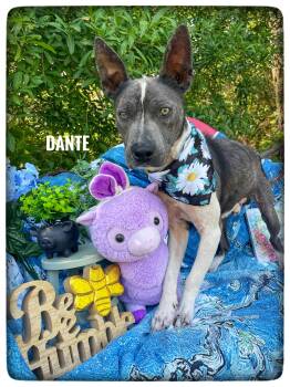 Basenji and Pit Bull Terrier Dogs Available for Adoption in Sebring, Florida - Dante | PetCurious