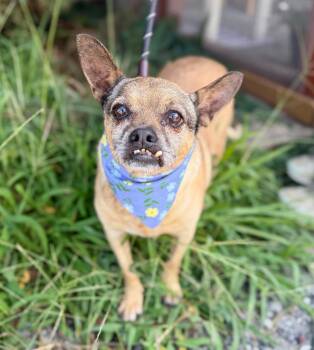 Norma Jean -  Chihuahua and Mixed Breed Dog for Adoption in Ellijay, Georgia - Norma Jean | PetCurious