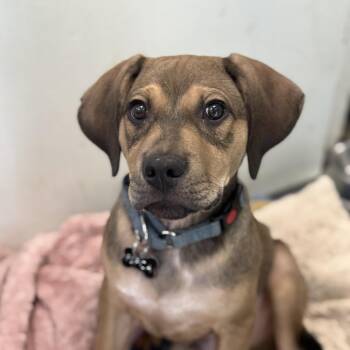 Black Mouth Cur and Pit Bull Terrier Dogs Available for Adoption - Goose | PetCurious