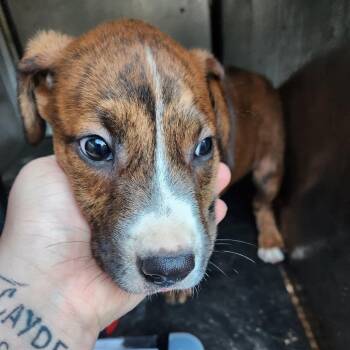 Buzz -  Pit Bull Terrier Dog for Adoption in Birmingham, Alabama - Buzz | PetCurious