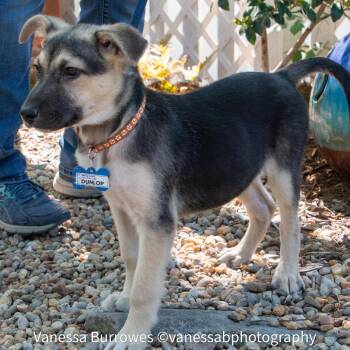 Shepherd Dogs Available for Adoption in Wake Forest, North Carolina - Dunlop | PetCurious