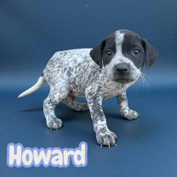 Terrier Dogs Available for Adoption - Howard | PetCurious