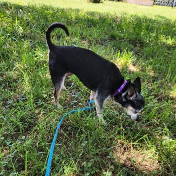 Myrtle -  Chihuahua Dog for Adoption in Shelby, North Carolina - Myrtle | PetCurious