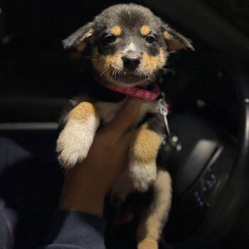 Matilda -  Mixed Breed Dog for Adoption in Buffalo, Minnesota - Matilda | PetCurious