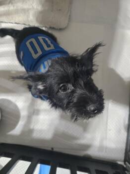 1663 - Furby -  Maltese Dog for Adoption in Plymouth, Michigan - 1663 - Furby | PetCurious