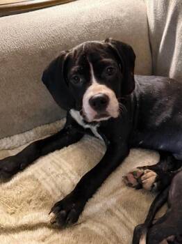 Basset Hound and Beagle Dogs Available for Adoption - Arthur | PetCurious