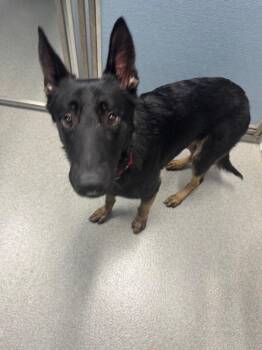 Cleetus -  German Shepherd Dog Dog for Adoption in Bloomington, Indiana - Cleetus | PetCurious