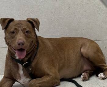 Rescue Pit Bull Terrier and American Staffordshire Terrier Dogs for Adoption in Honolulu, Hawaii - Freya | PetCurious