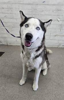 ROMANO -  Siberian Husky Dog for Adoption in San Bernardino, California - ROMANO | PetCurious