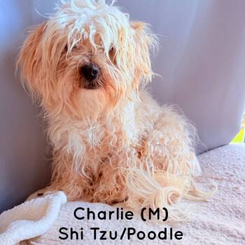 Rescue Shih Tzu and Poodle Dogs for Adoption in San Diego, California - Charlie | PetCurious
