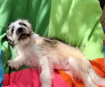 Wilmetta MV14555-T -  Cairn Terrier and Border Terrier Dog for Adoption in Missouri City, Texas - Wilmetta MV14555-T | PetCurious