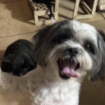 Shih Tzu and Maltese Dogs Available for Adoption in Phoenix, Arizona - Bailey IV | PetCurious