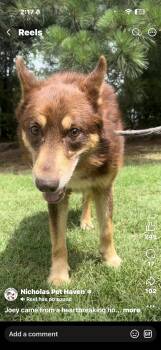 Joey -  Shepherd Dog for Adoption in Tyler, Texas - Joey | PetCurious