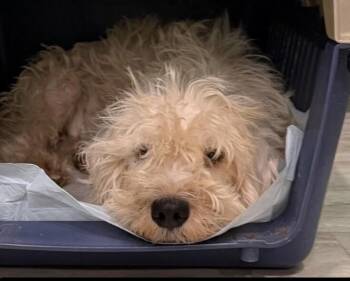 Sundae -  Schnauzer and Poodle Dog for Adoption in Boulder, Colorado - Sundae | PetCurious