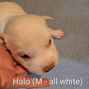 Halo -  Mixed Breed Dog for Adoption in Chicago, Illinois - Halo | PetCurious