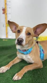 Susy-One of our Amazing Rescue Dogs -  Basenji and Carolina Dog Dog for Adoption in Carlsbad, California - Susy-One Of Our Amazing Rescue Dogs | PetCurious
