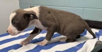 Pit Bull Terrier and Mixed Breed Dogs Available for Adoption in Kansas City, Missouri - Cairo | PetCurious