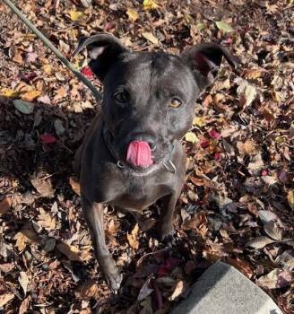 Pit Bull Terrier Dogs Available for Adoption in Phoenix, Oregon - Jakida  | PetCurious